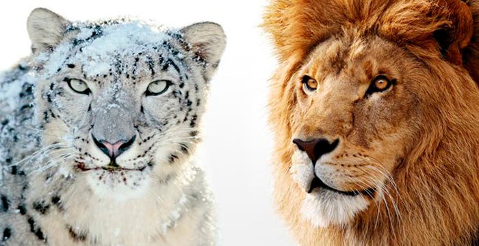 Snow Leopard Vs Lion