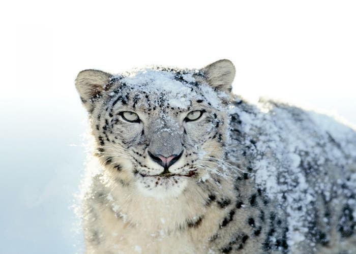 Imagen Snow Leopard