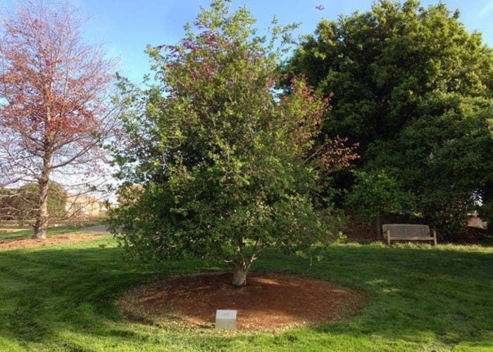 Árbol de Pixar en homenaje a Steve Jobs