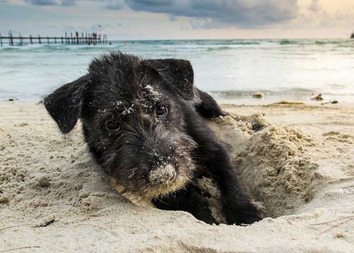 playa perro